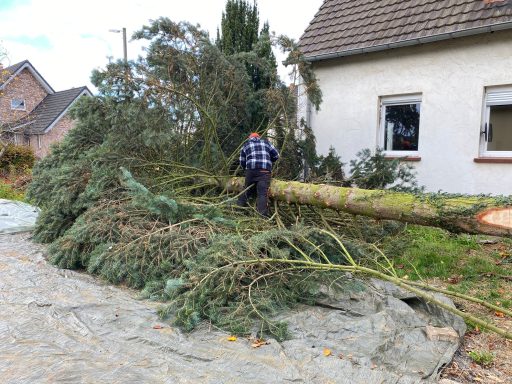 Baumfällung durch Handbetrieb in Mechernich