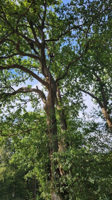 Großer Baum vor Fällung – Handbetrieb